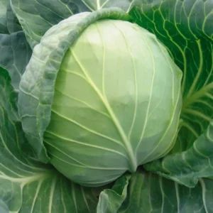 kupusa Bourbon F1 - 2500 semena