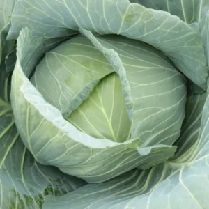 kupusa Corvus F1 - 2500 semena