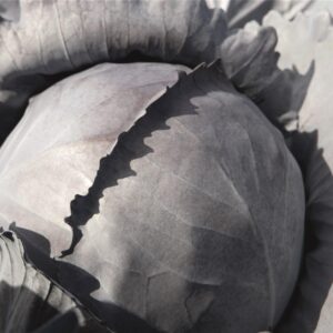 Crveni Kupus Bandolero (precizna setva)