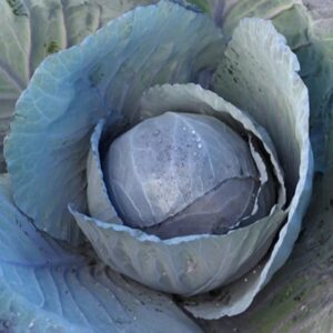 Crveni Kupus Riva 2500 semena