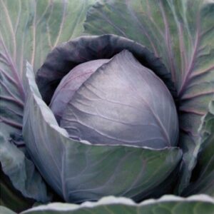 Crveni kupus Romanov F1