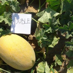 Dinja Duble F1