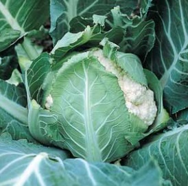 Karfiol Spacestar Gold F1 2500 semena