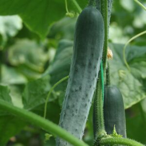 Krastavac Meriland F1 (Mariland F1)