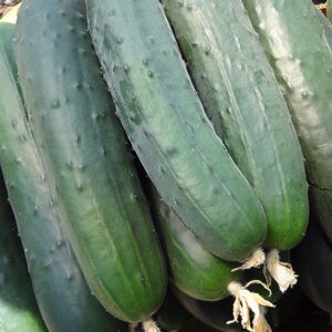 Krastavac Solatio F1 - 1000 semena