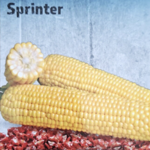 Kukuruz šećerac Sprinter 10 g