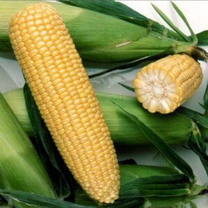 Kukuruz šećerac Sweet Nugget F1