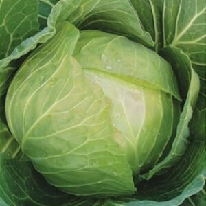 Kupus Cabbice F1