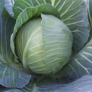 Kupus Green Pearl F1