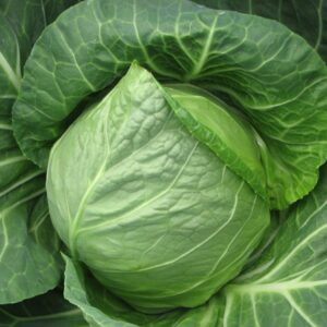 Kupus Green Presto F1