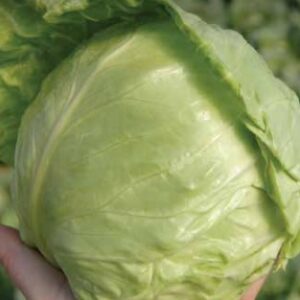 Kupus Lauda F1 2500 semena