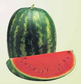 Lubenica Farao F1 1000 semena