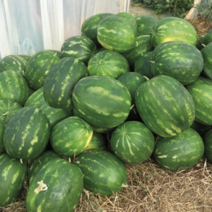 Lubenica Hercules F1 1000 semena