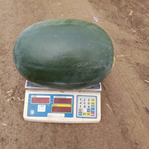 Lubenica Nubian Giant F1