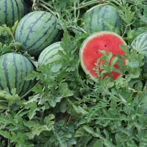 Lubenica Pepita F1 (Tiger mini)