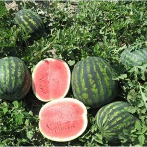 Lubenica Romanza F1 1000 semena