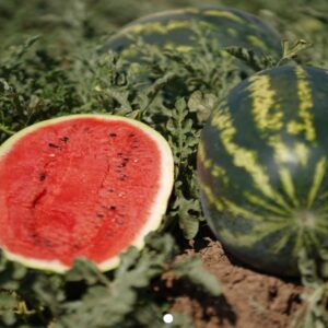 Lubenica Sherkhan F1