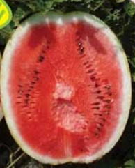 Lubenica Splendid (Vasko) F1