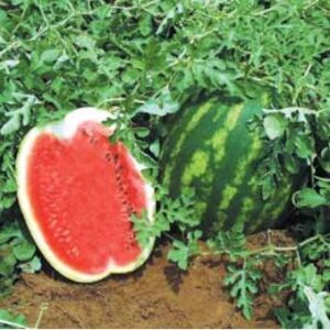 Lubenica Top Gun F1 1000 semena