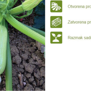 Tikvica Angelina F1 500 semena