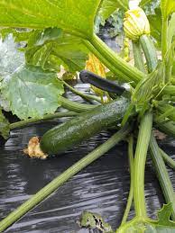 Tikvica Black Star F1 250 semena