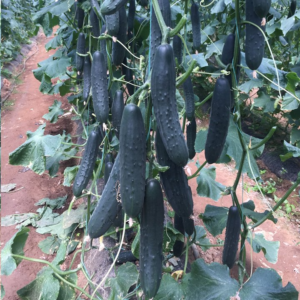 krastavca Equilibrato F1 - 500 semena