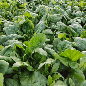 spanaća Solomon F1 - 100 000 semena