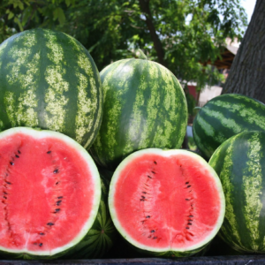 lubenice Talisman F1 - 1000 semena