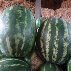 lubenice Colosseo F1 - 1000 semena