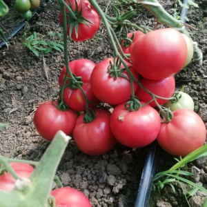 paradajza Cassarosa F1 – 500 semena