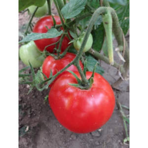 paradajza Marko F1 – 150 semena