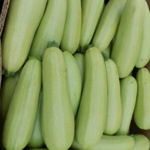 tikvice Pascal F1 - 500 semena