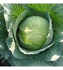 kupusa Odyssey F1 - 2500 semena