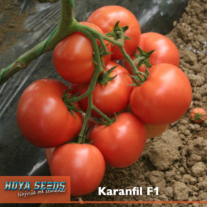 pink paradajza Pink Karanfil F1