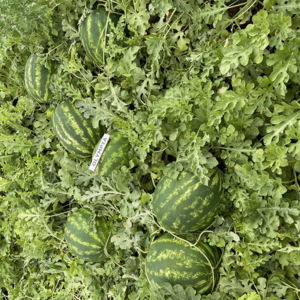 lubenice Olympia F1 - 500 semena