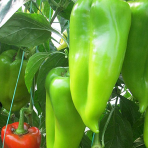 paprike Ariadni F1 - 500 semena