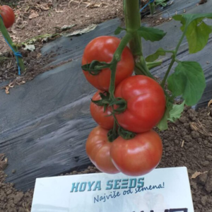 pink paradajza Pink Wave F1