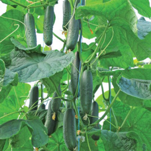 krastavca Paraiso EZ F1 – 500 semena