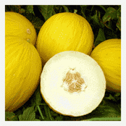 dinje Mandacaru F1 - 1000 semena