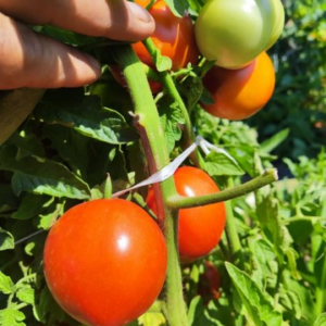 paradajza Gružanski zlatni – 10 g