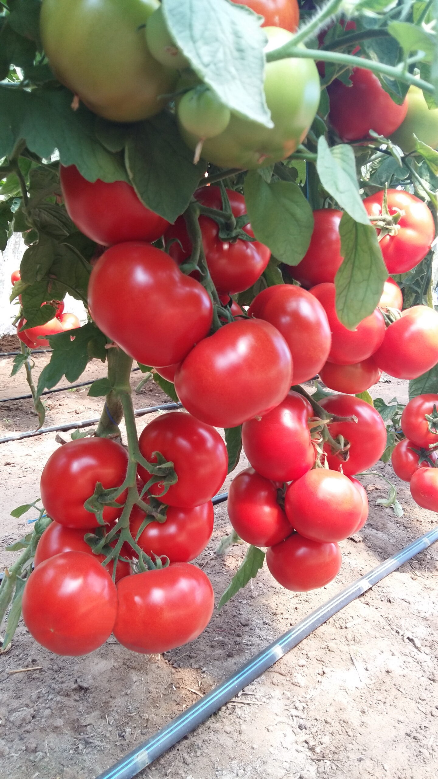 paradajza Motril F1