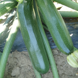 tikvice Brillante F1 - 500 semena