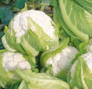 karfiola Naruto F1 - 2500 semena