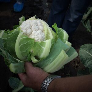 karfiola Cercy RZ - 2500 semena