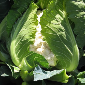 karfiola Chambord RZ - 2500 semena