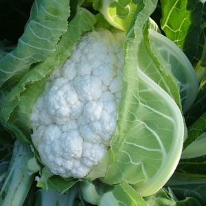 karfiola Dexter RZ - 2500 semena