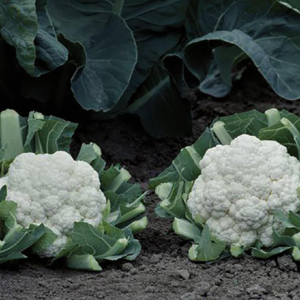 karfiola Divita RZ - 2500 semena