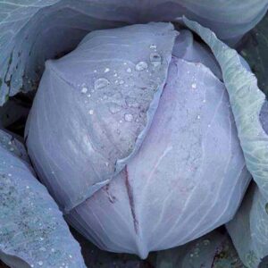 crvenog kupusa Redma RZ - 2500 semena