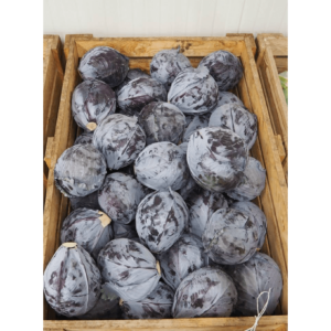 crvenog kupusa Rexoma RZ - 2500 semena