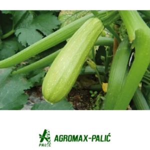 tikvice Ismailia EZ F1 – 250 semena